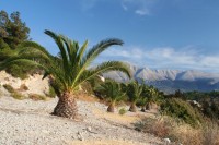 /album/nejlepsi-z-rhodosu-2008/palms-and-mountainssm-jpg/